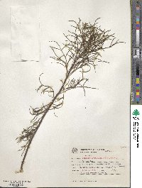 Senecio brasiliensis image