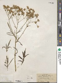 Senecio brasiliensis image