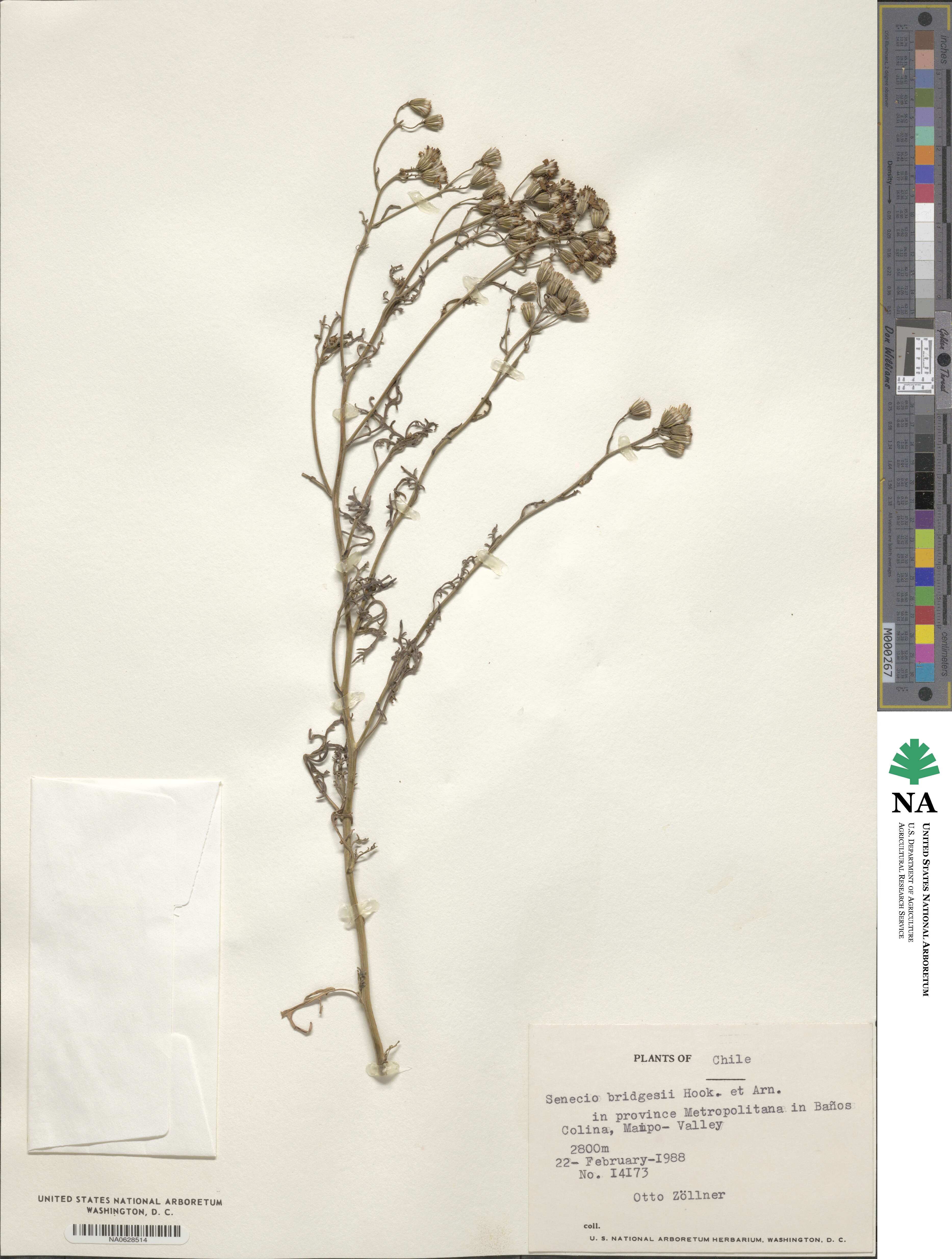 Senecio bridgesii image