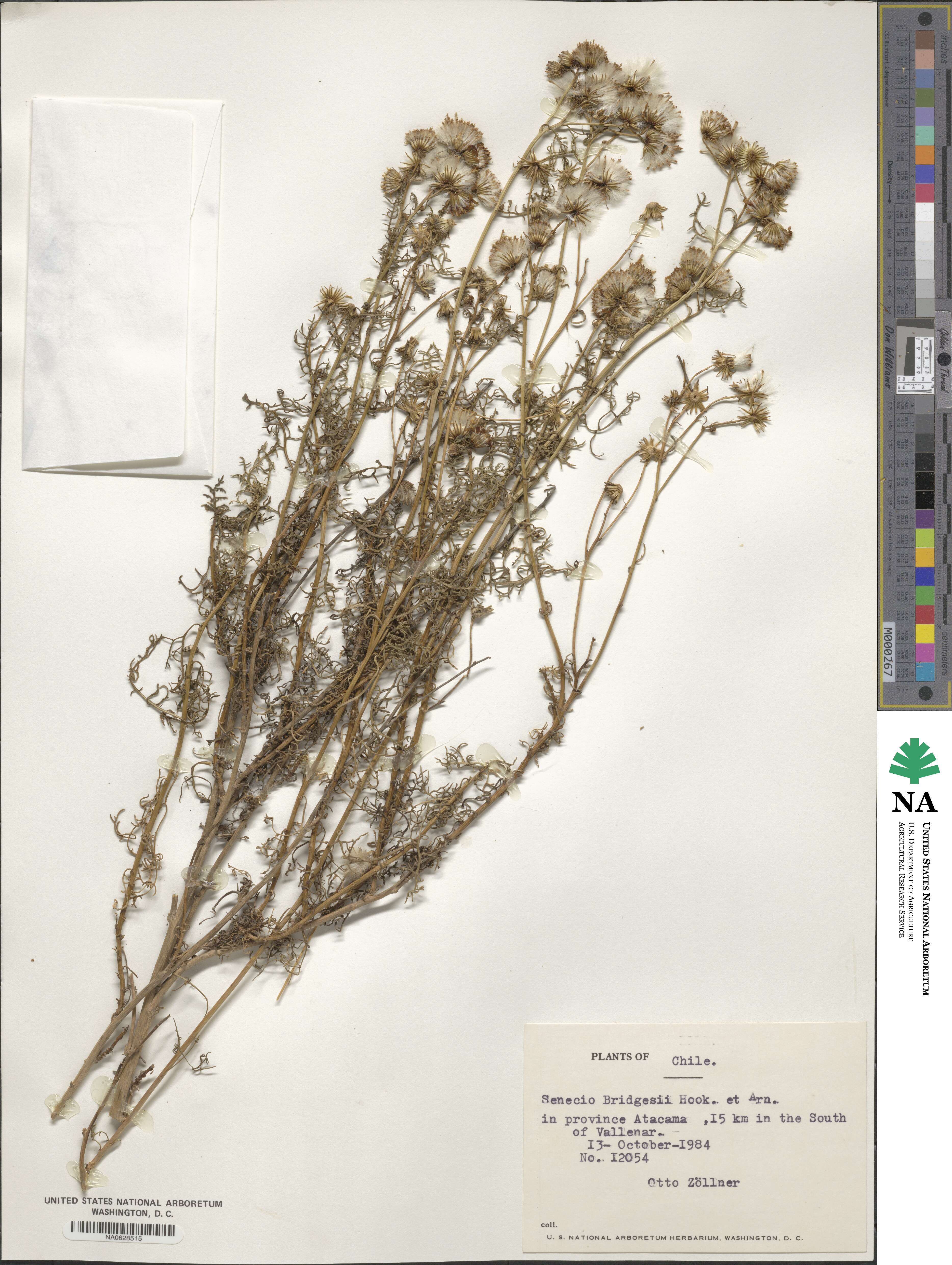 Senecio bridgesii image