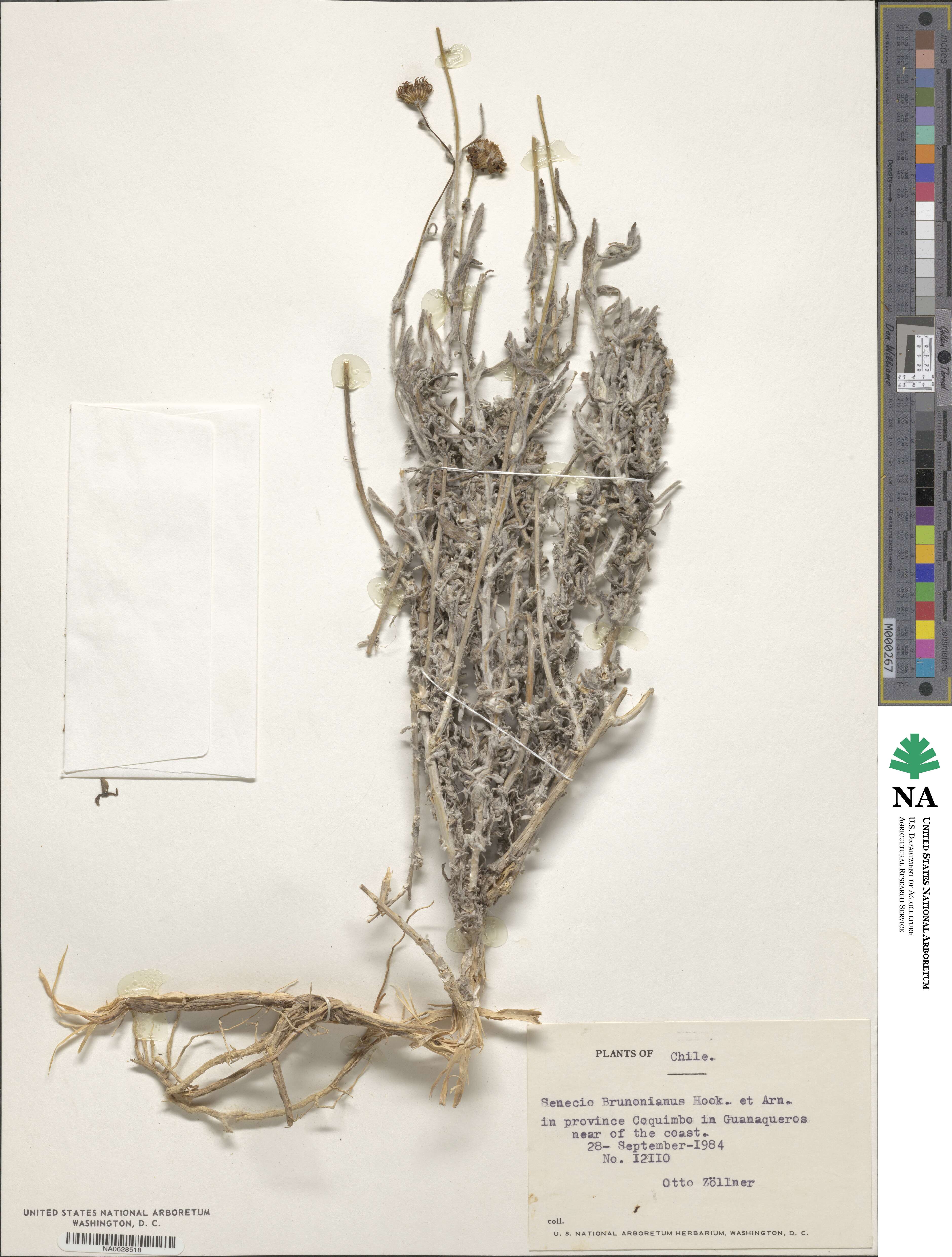 Senecio brunonianus image