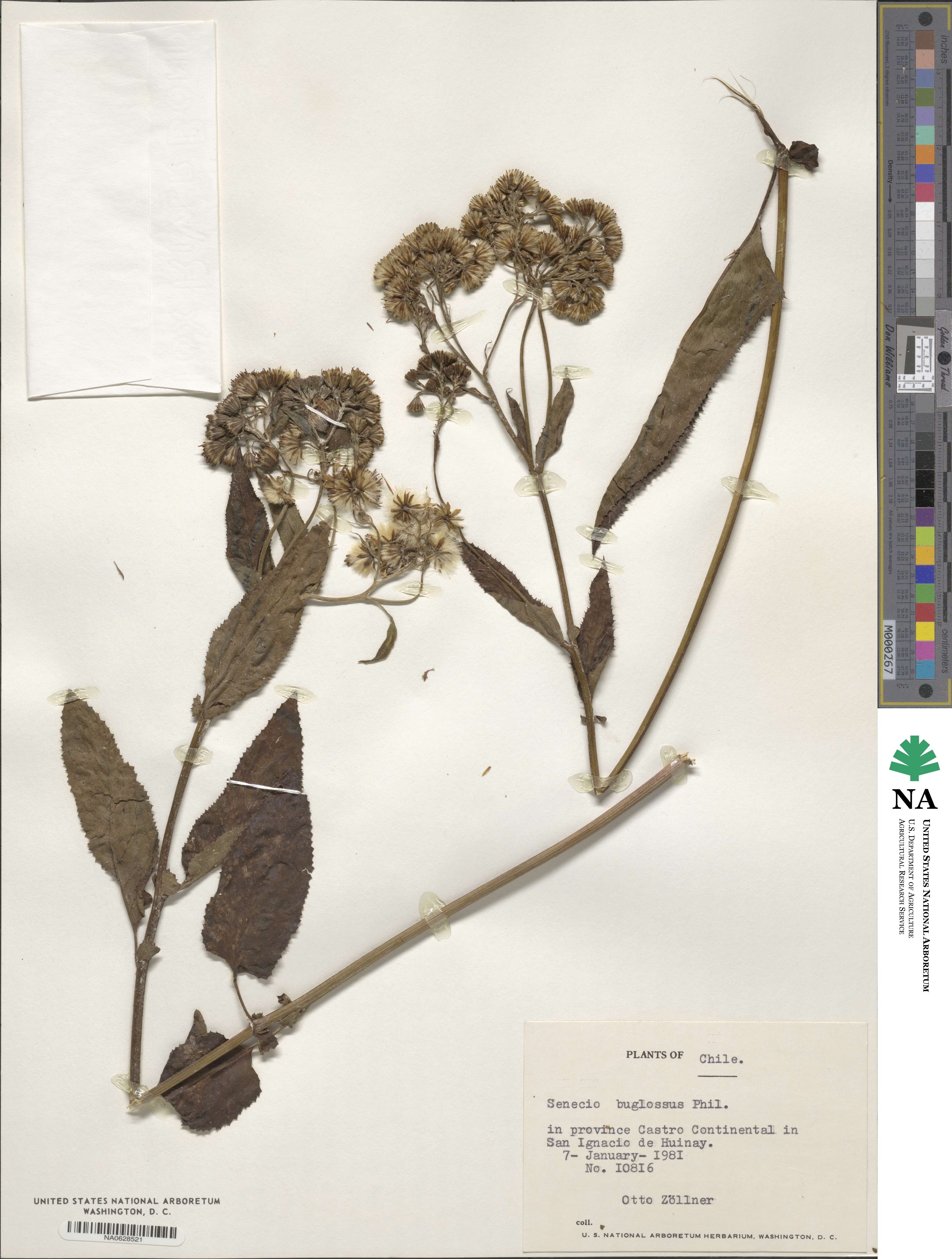 Senecio buglossus image
