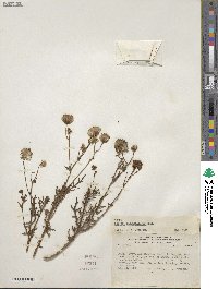 Senecio cachinalensis image