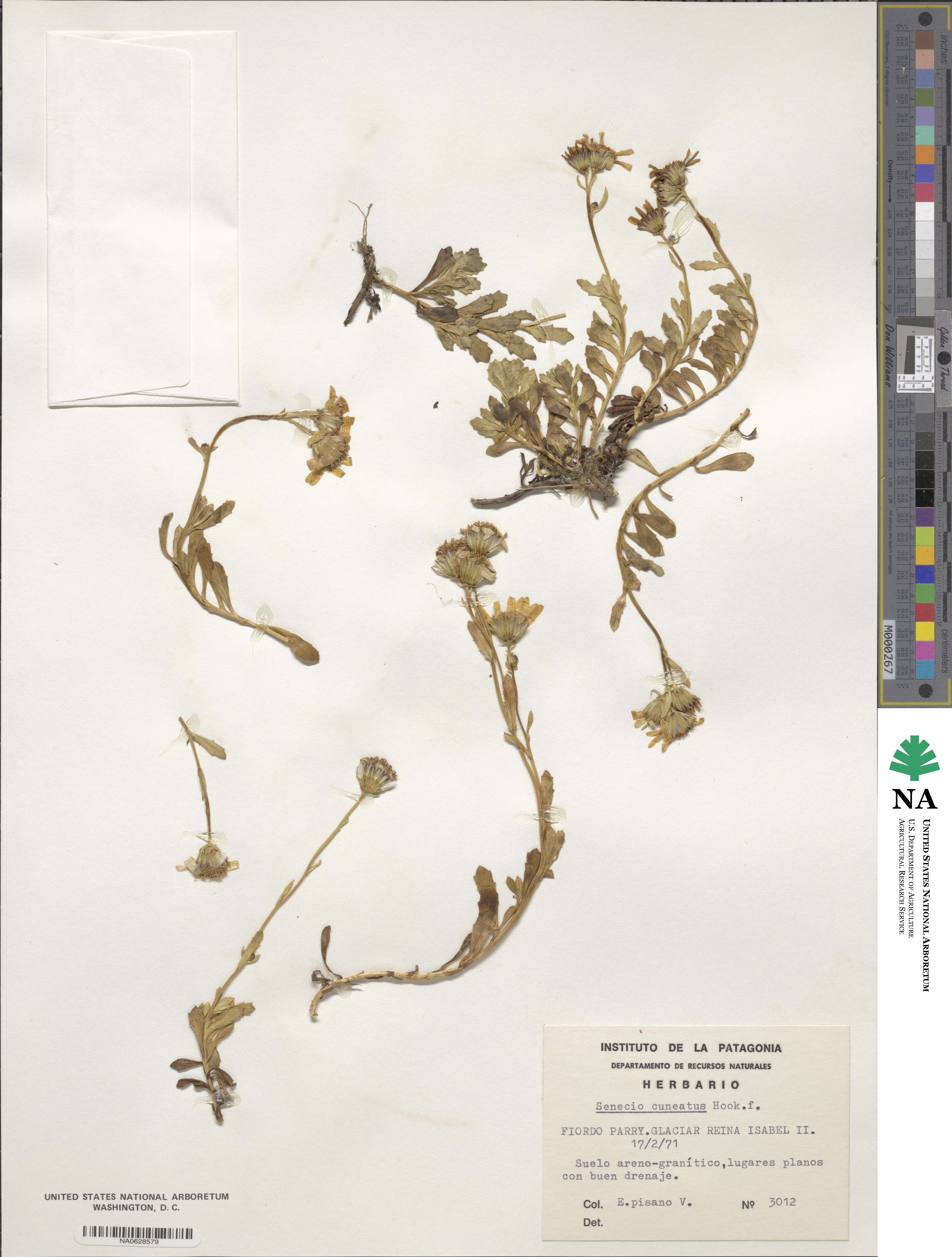 Senecio cuneatus image