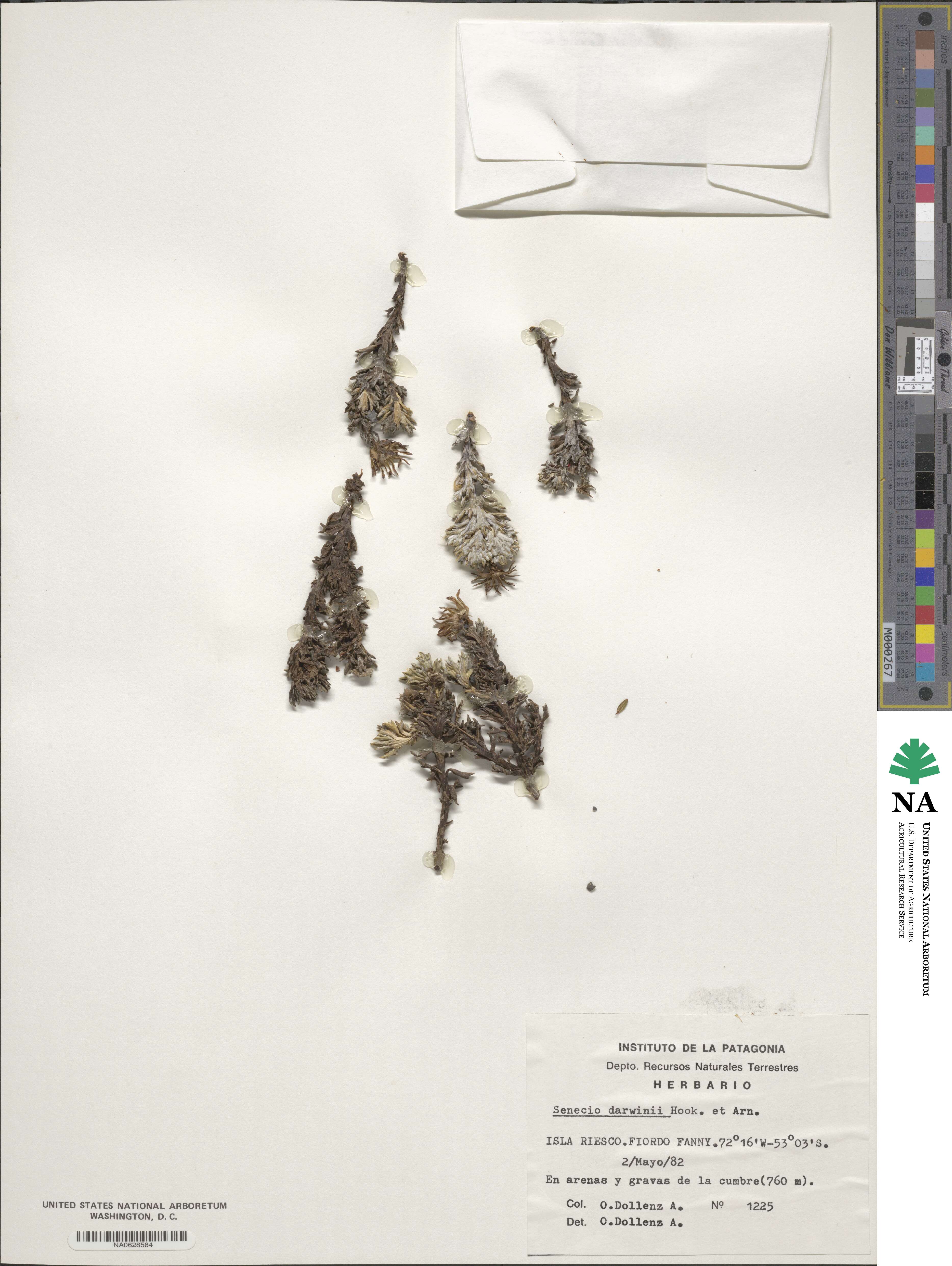 Senecio darwinii image