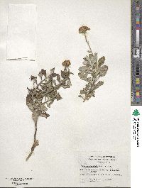 Senecio darwinii image