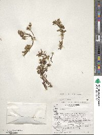 Senecio darwinii image