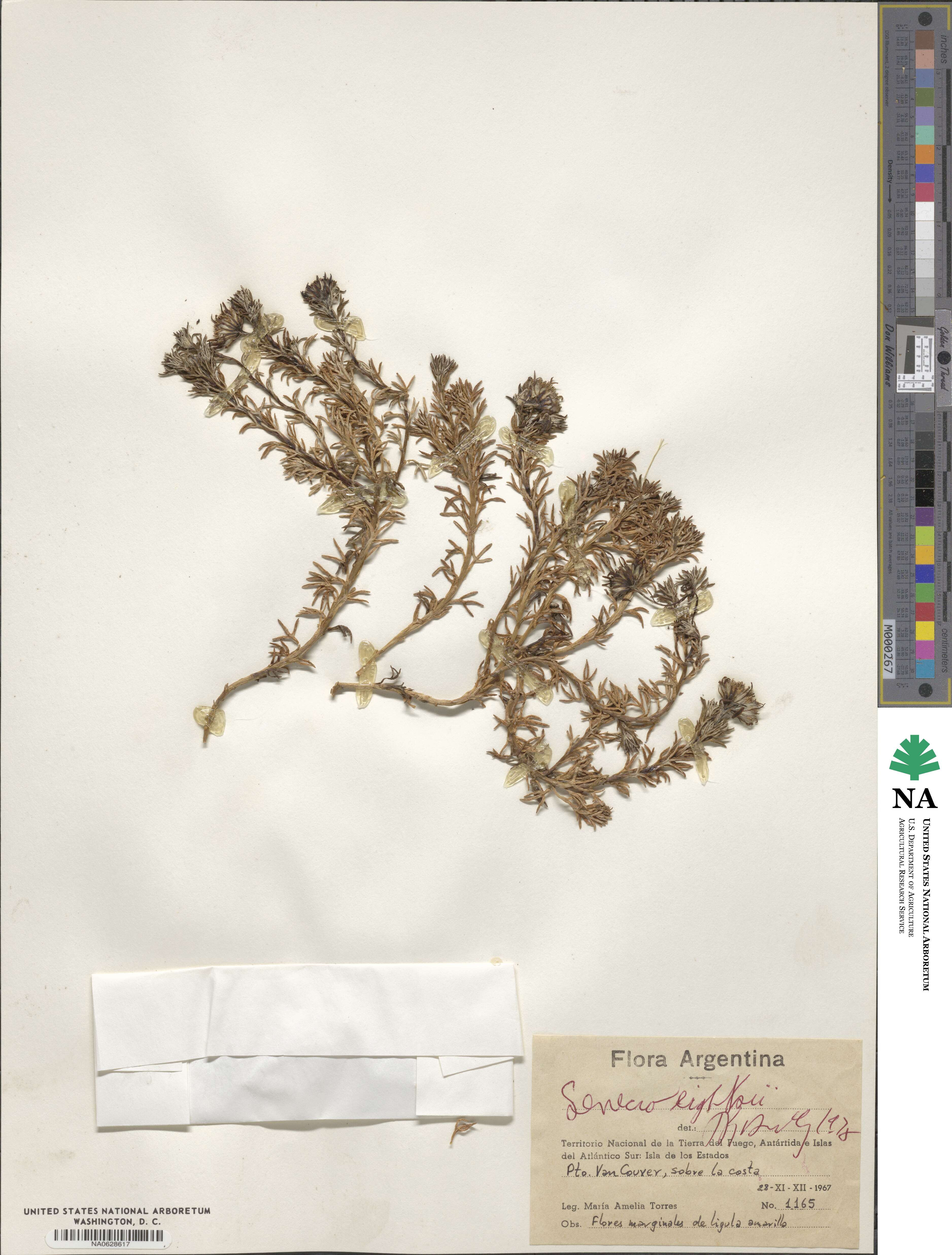 Senecio eightsii image