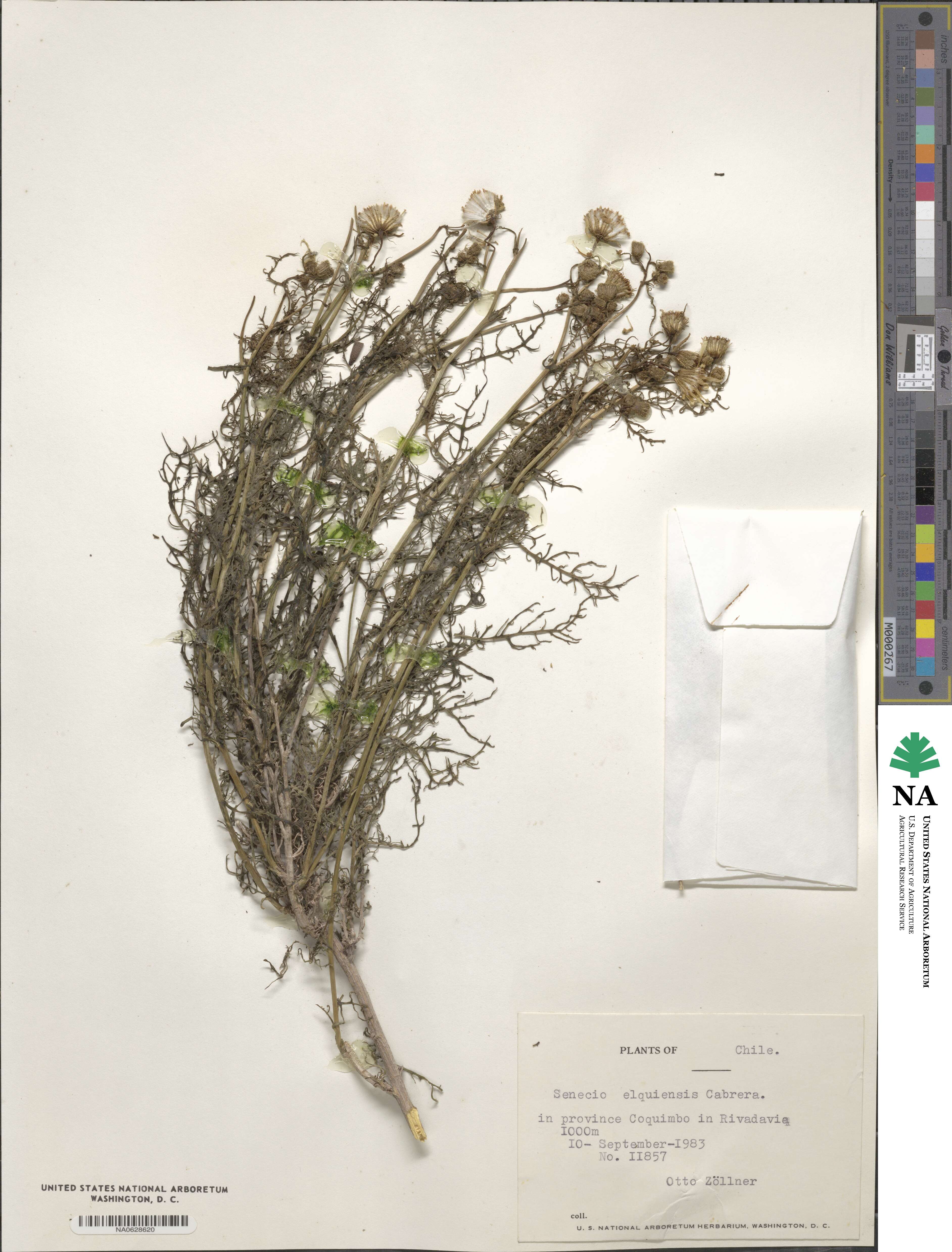 Senecio elquiensis image