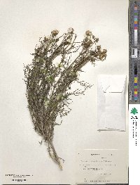 Senecio elquiensis image