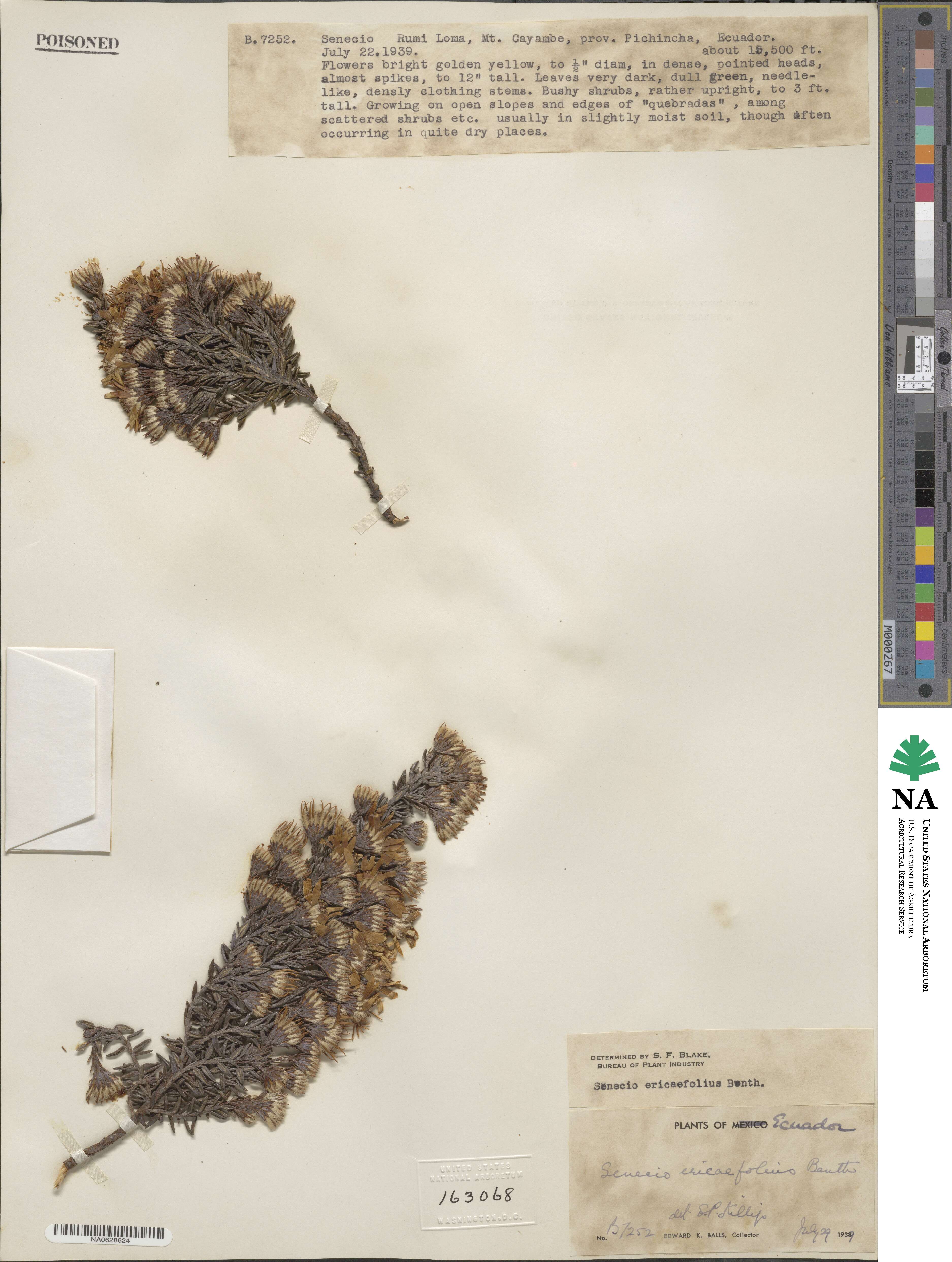 Senecio ericaefolius image