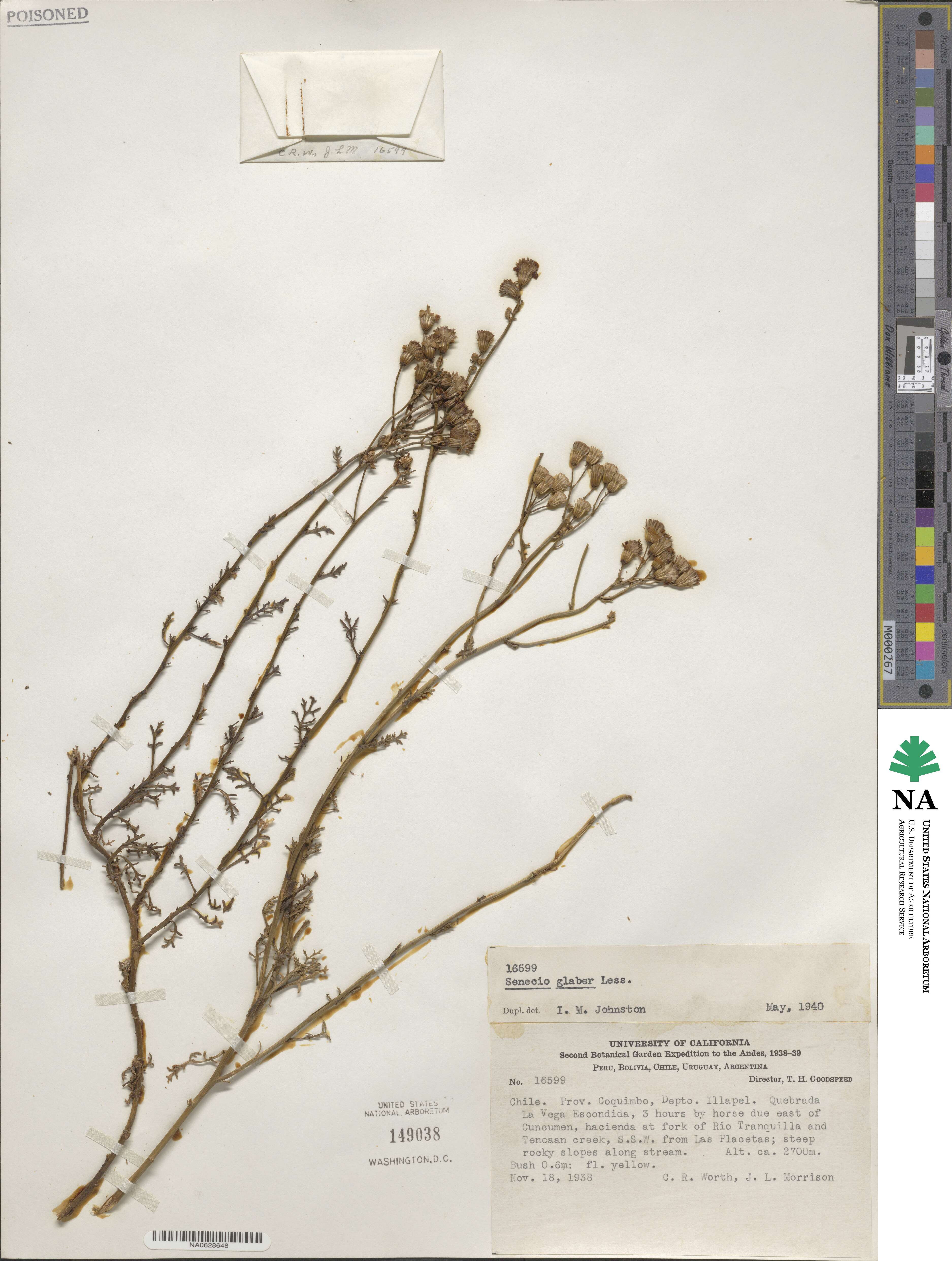 Senecio glaber image