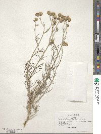 Senecio viscosissimus image