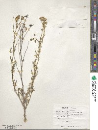 Senecio viscosissimus image