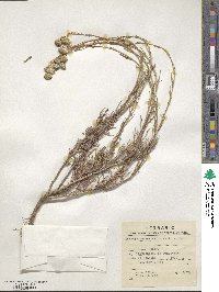 Senecio viscosissimus image