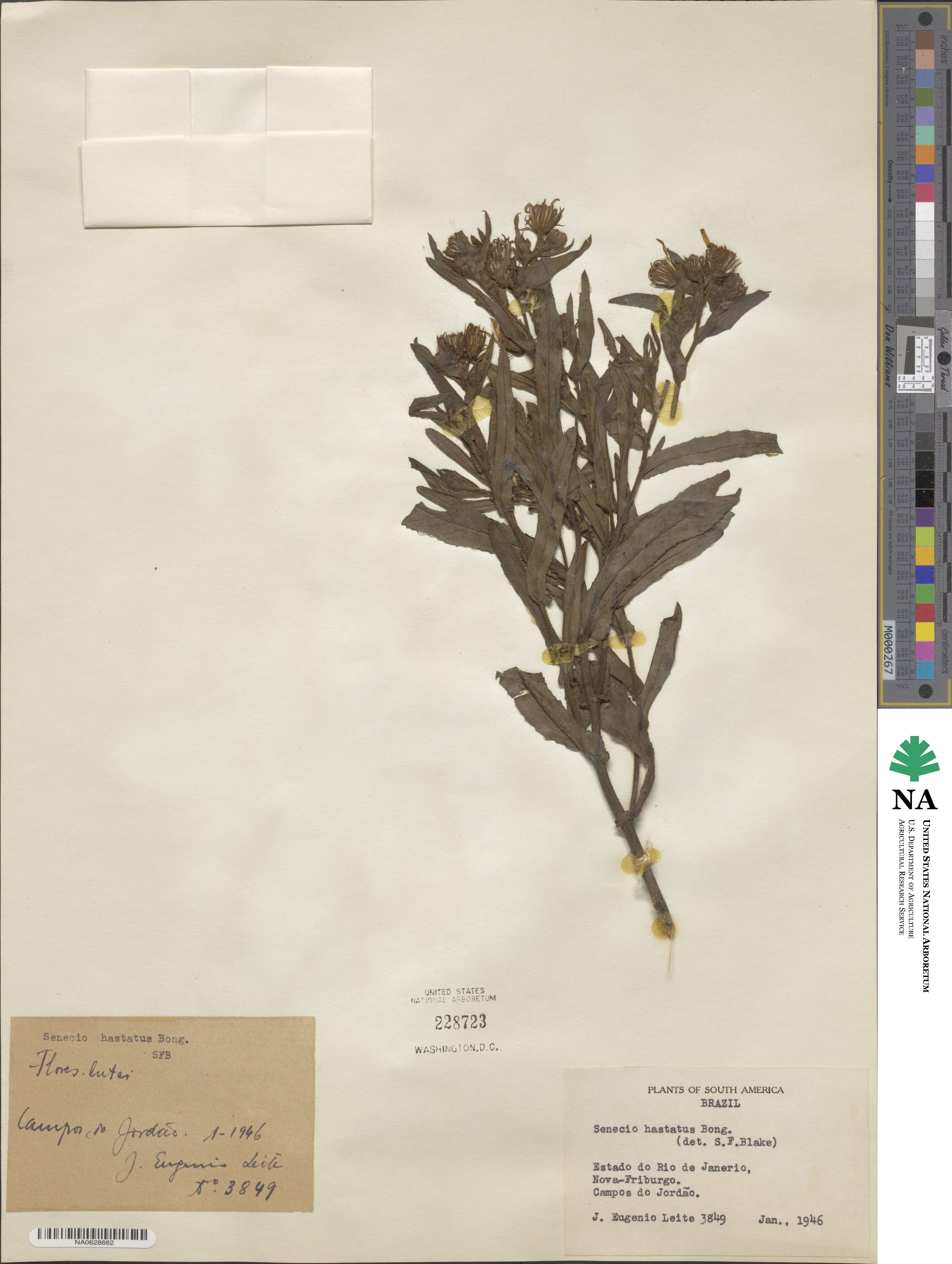 Senecio hastatus image