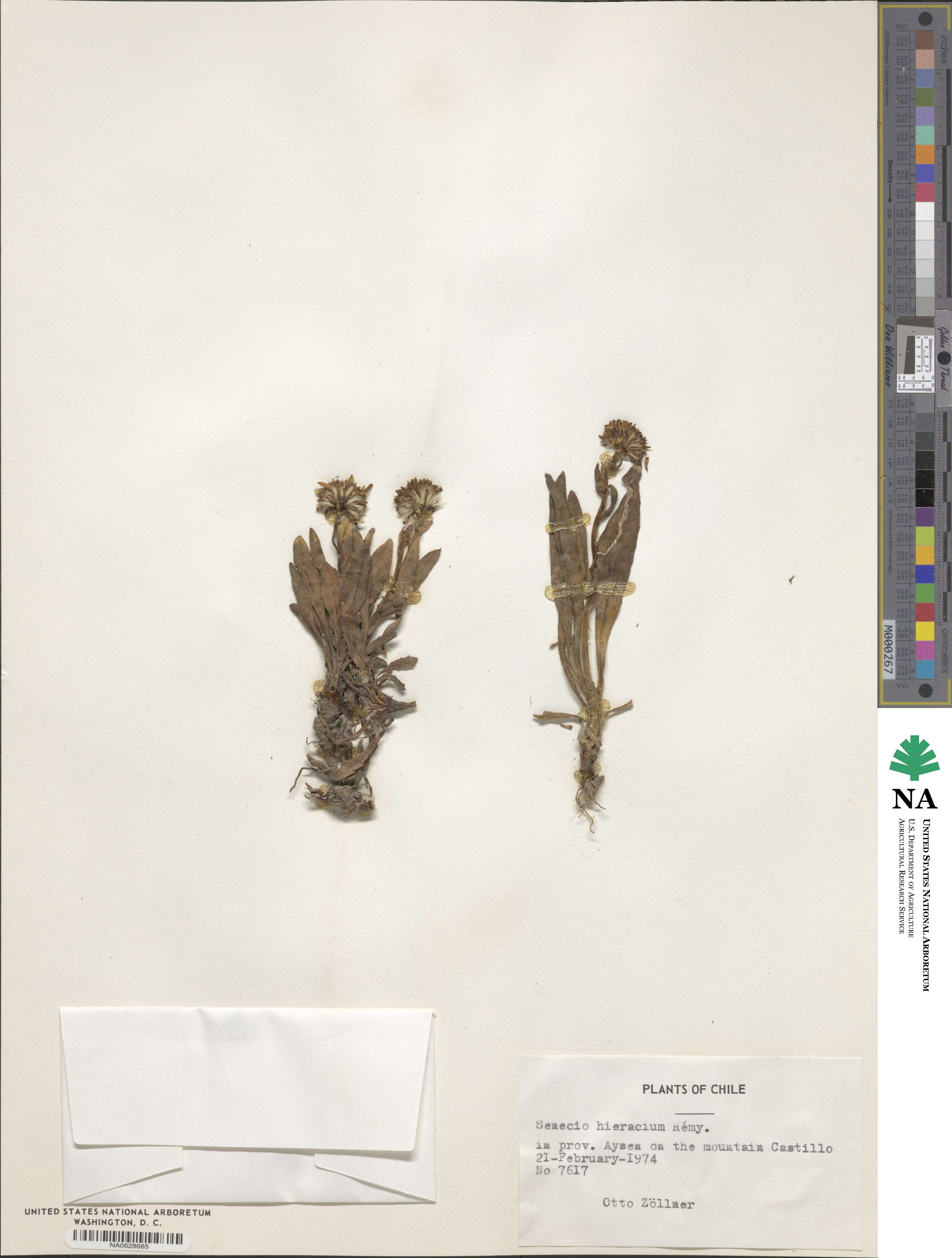Senecio hieracium image