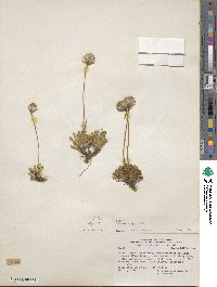 Senecio kingii image