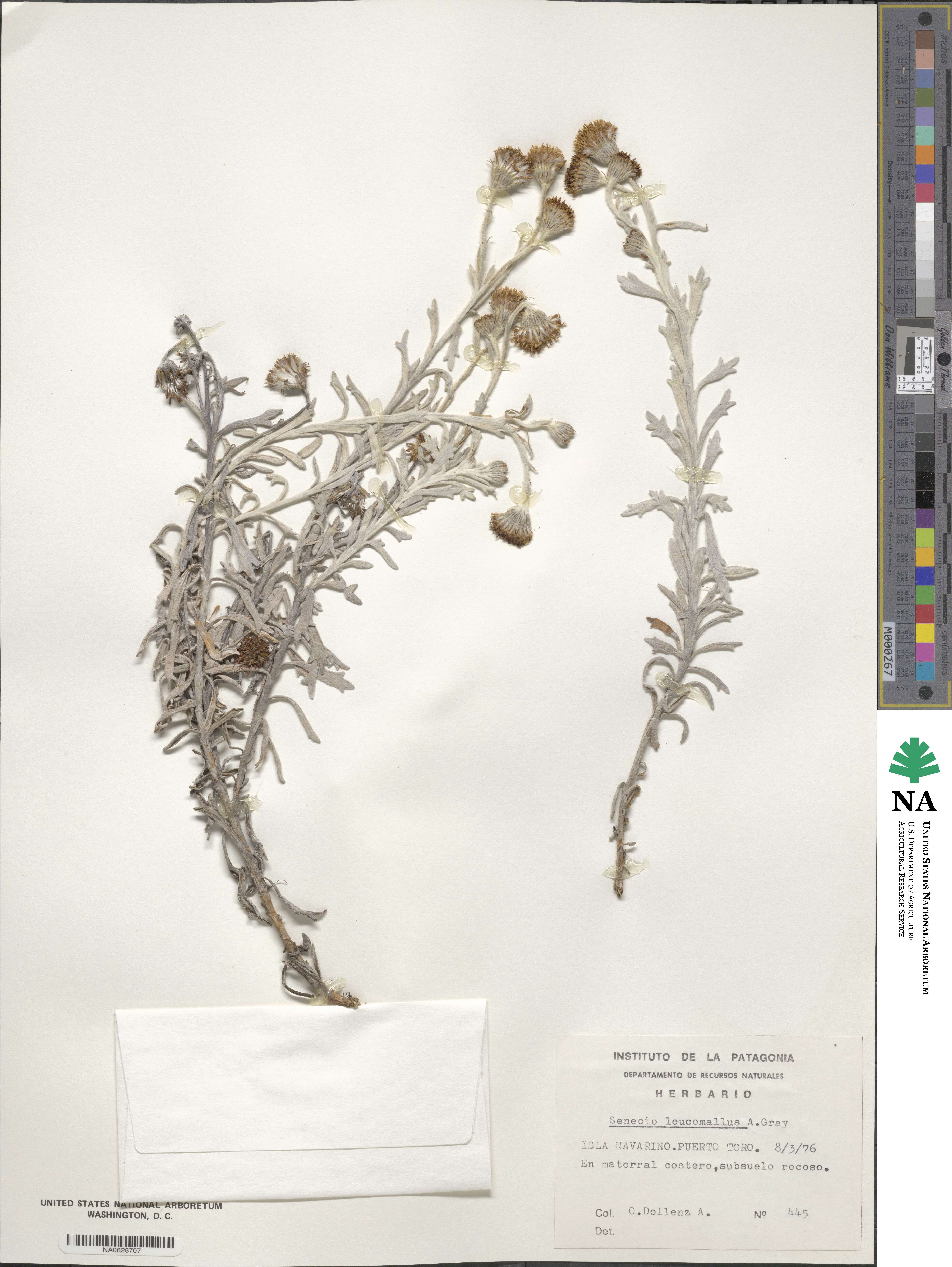 Senecio leucomallus image
