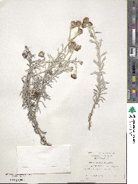 Senecio leucomallus image