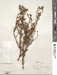 Senecio leucus image