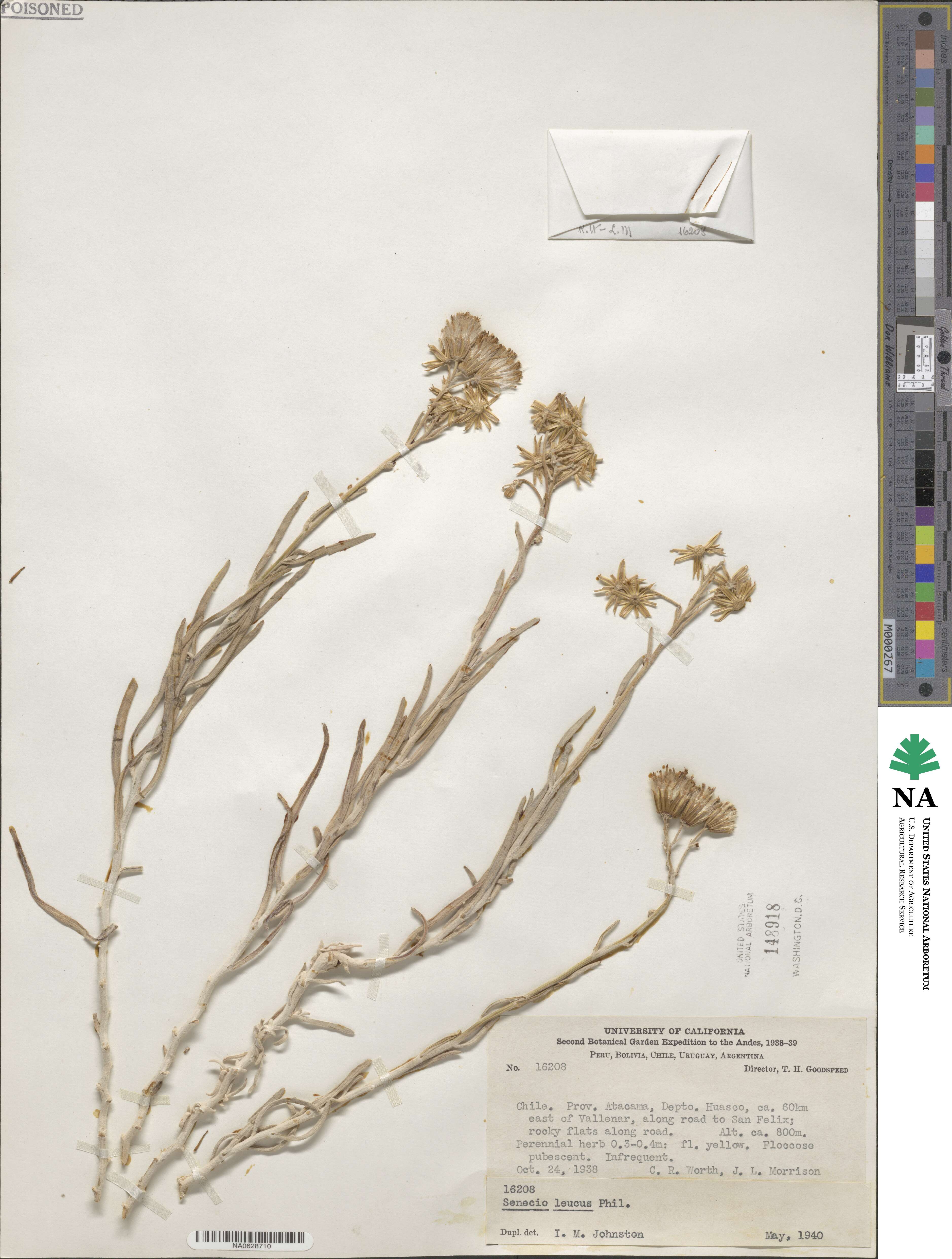 Senecio leucus image