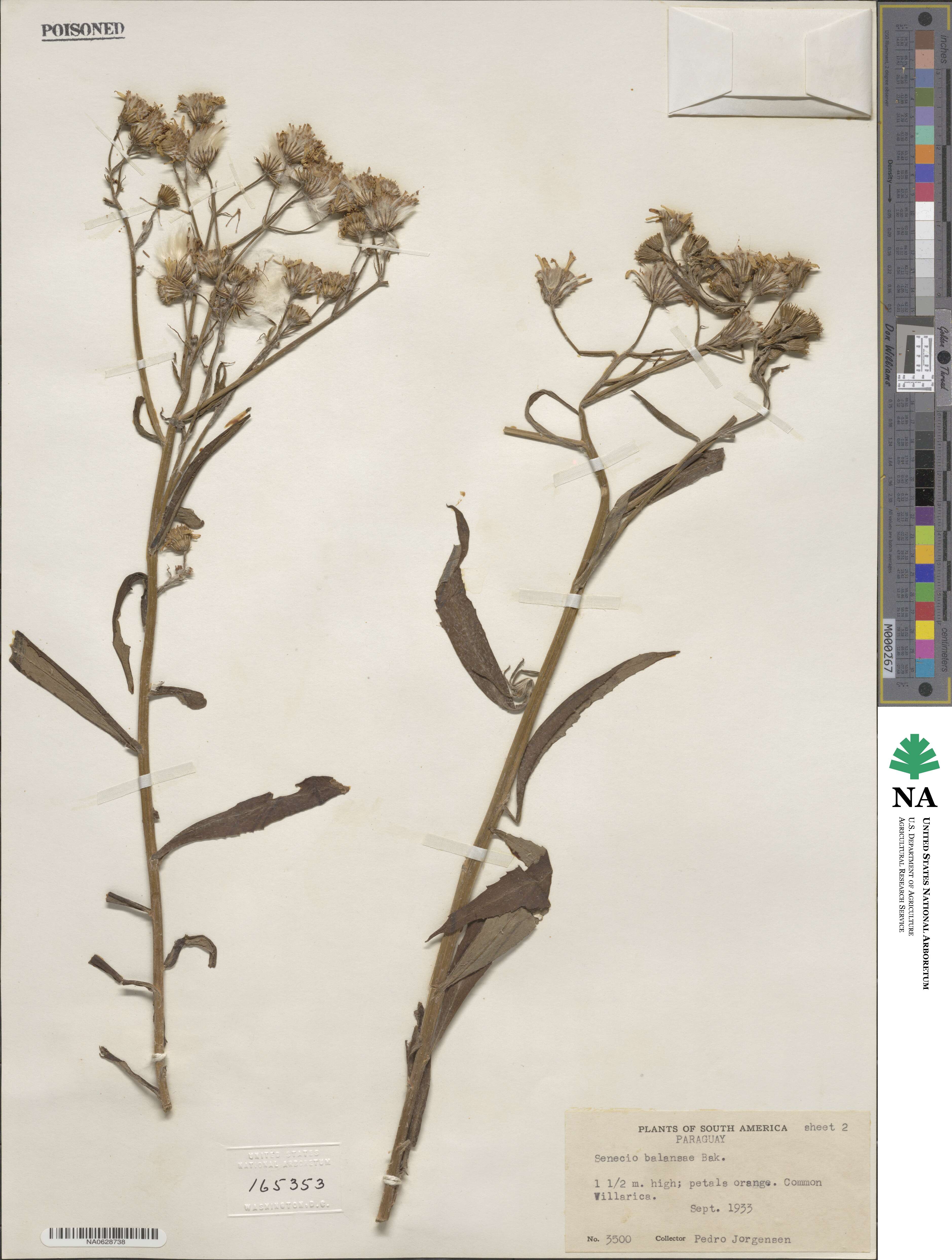 Senecio balansae image