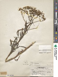 Senecio brasiliensis image