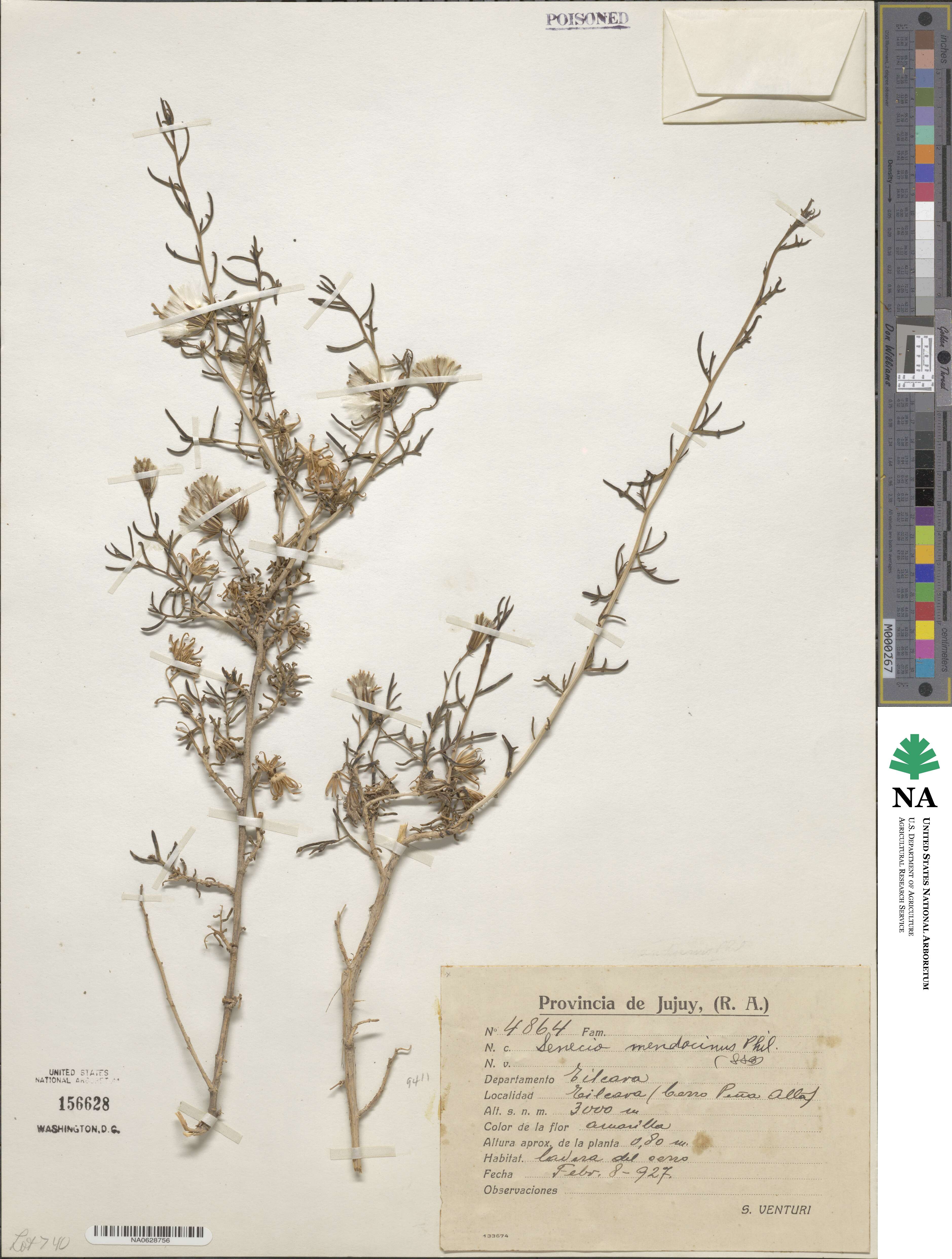 Senecio subulatus var. erectus image