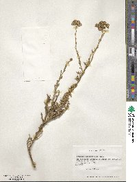 Senecio microphyllus image