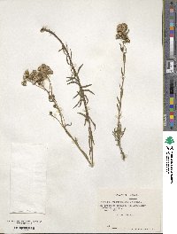 Senecio multicaulis image