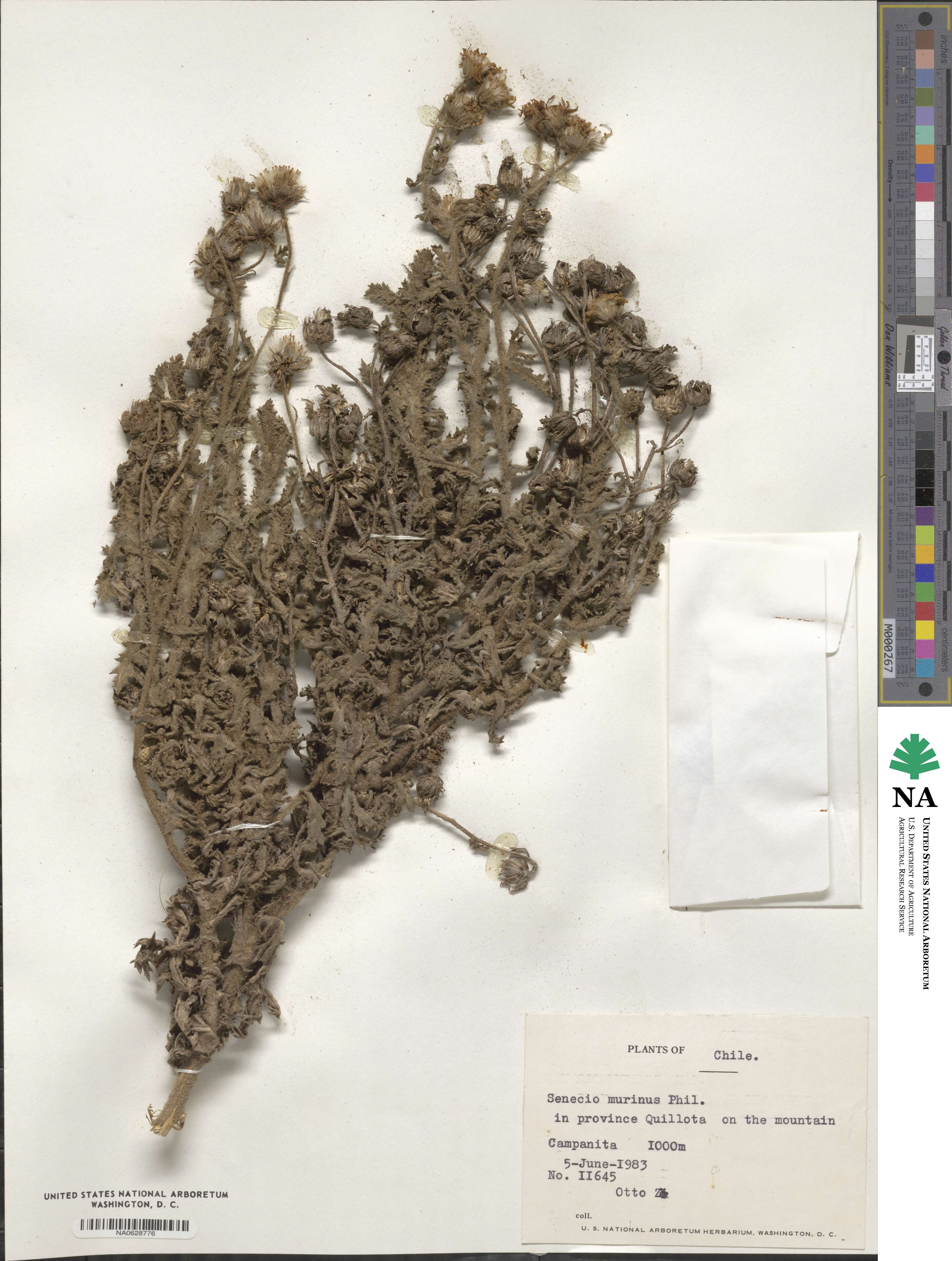 Senecio murinus image