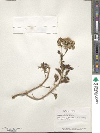 Senecio obtectus image