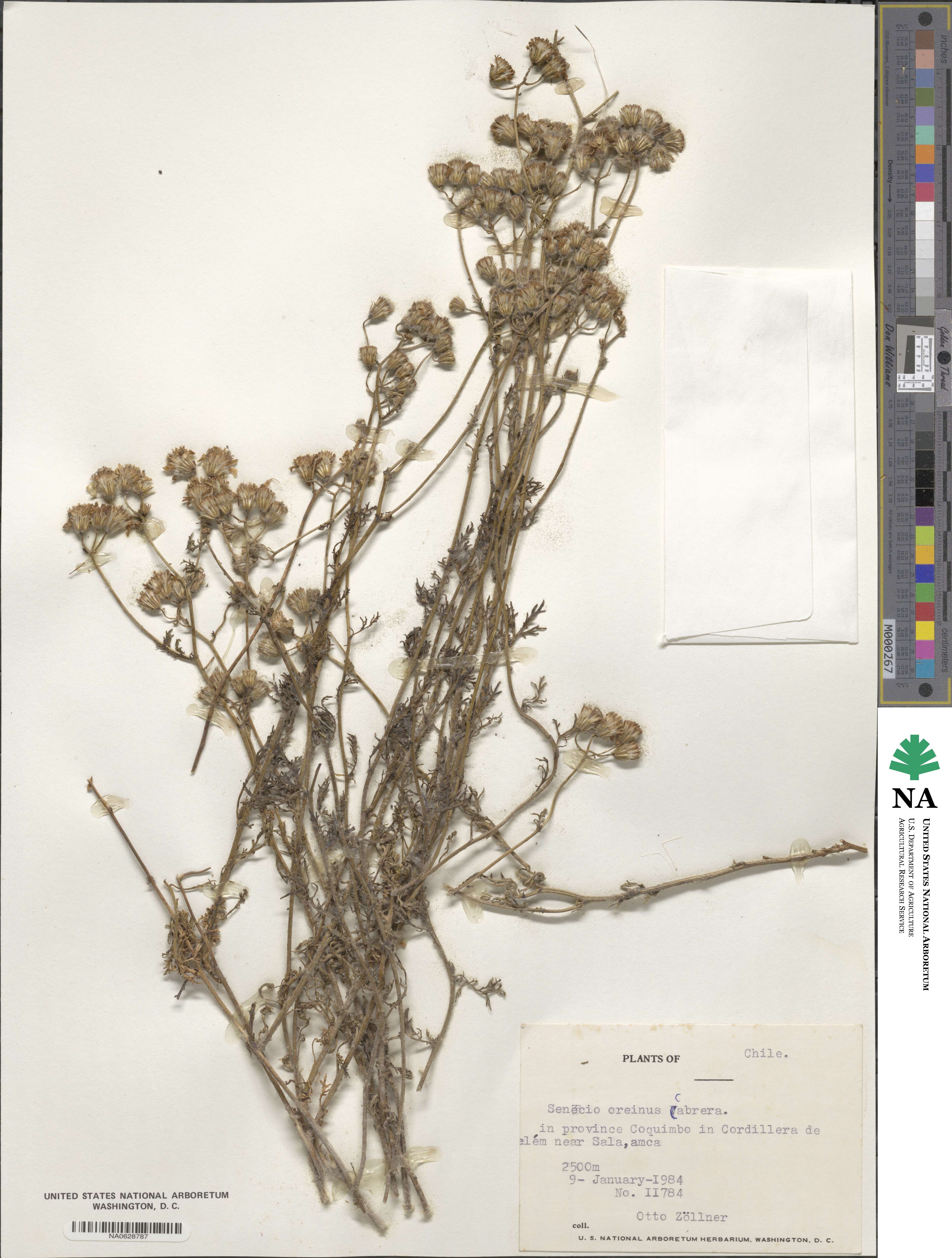 Senecio oreinus image