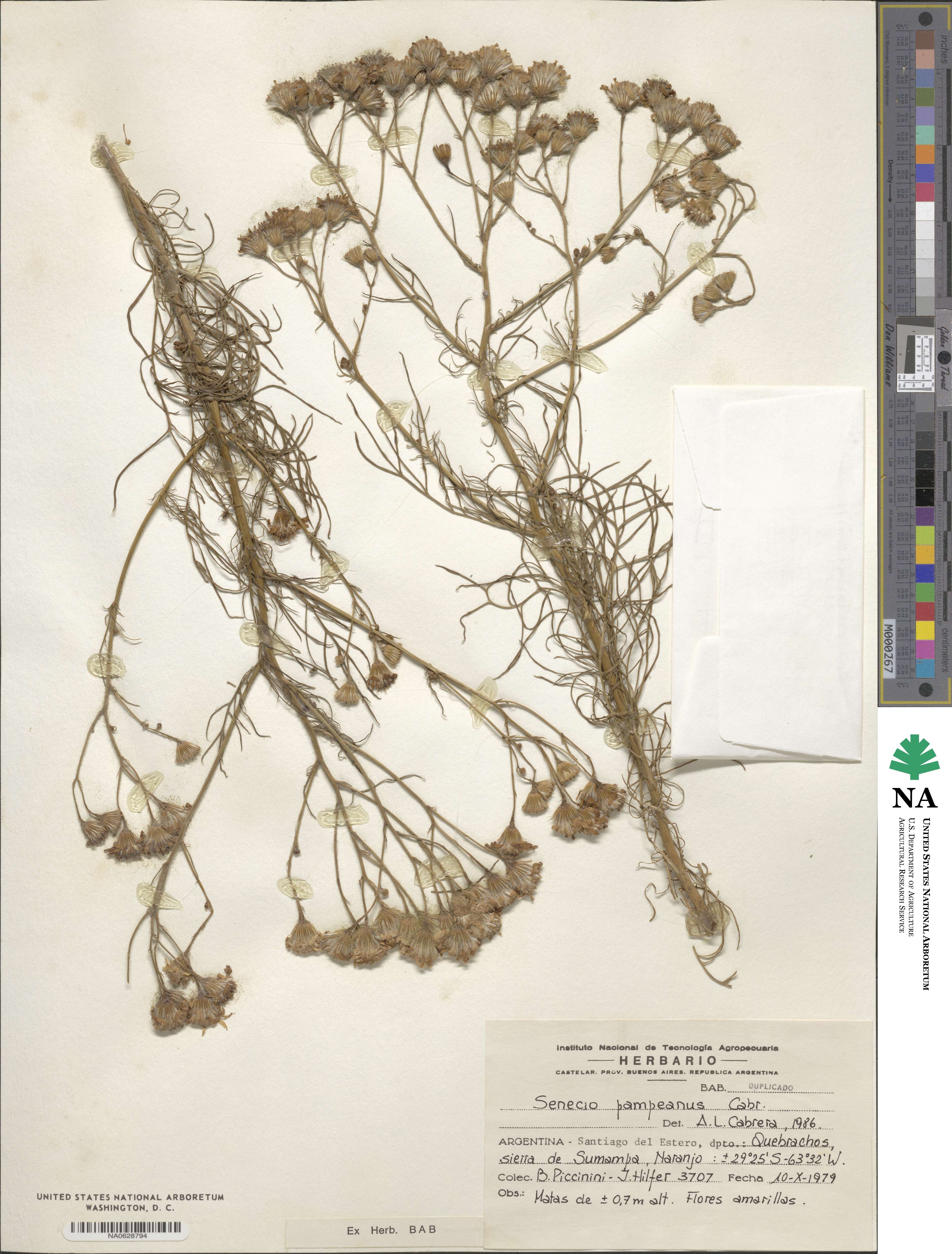 Senecio pampeanus image
