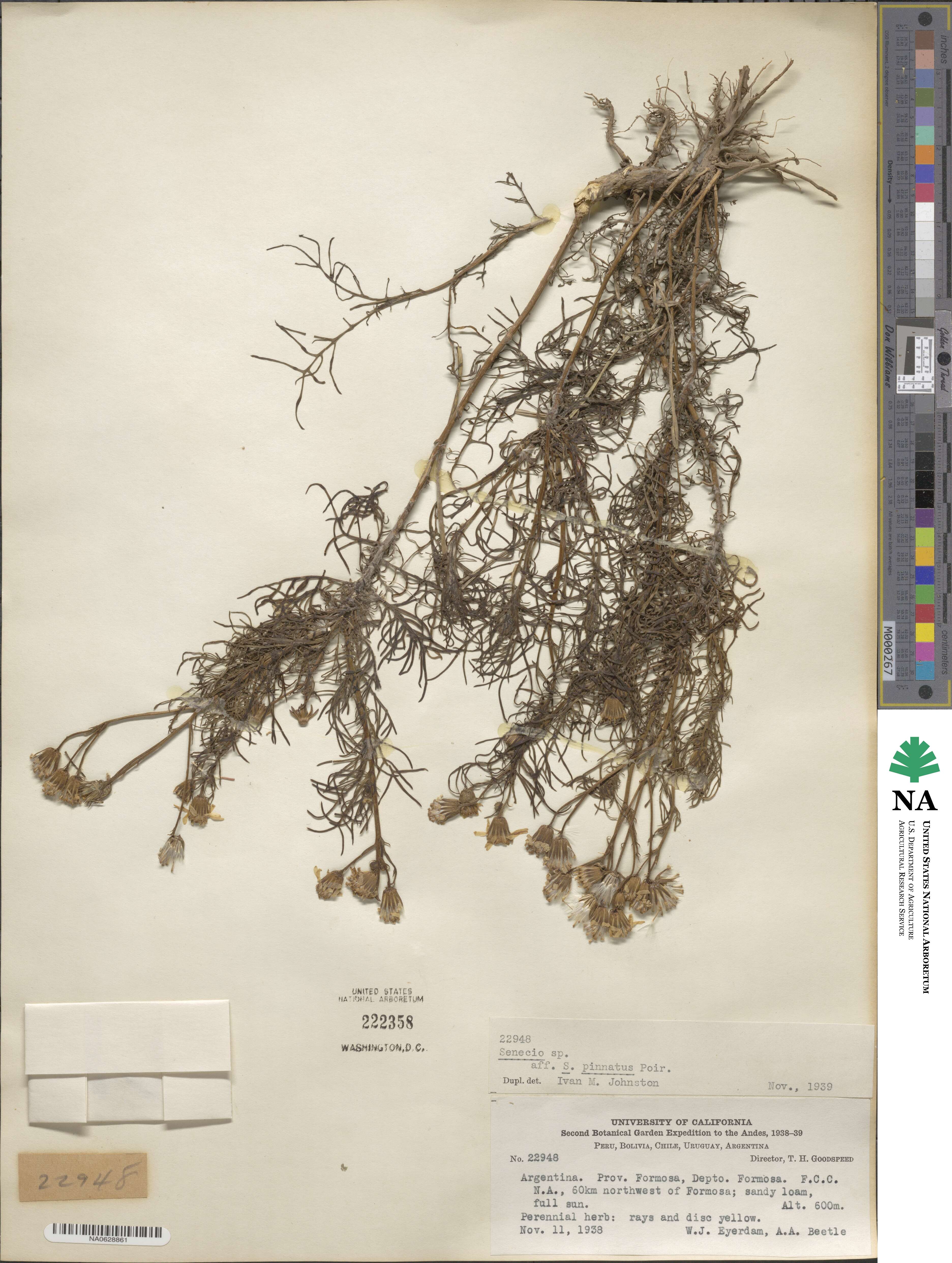Senecio pinnatus image