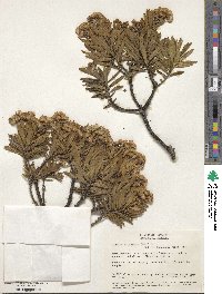 Senecio pulchellus image