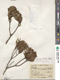 Senecio pulchellus image