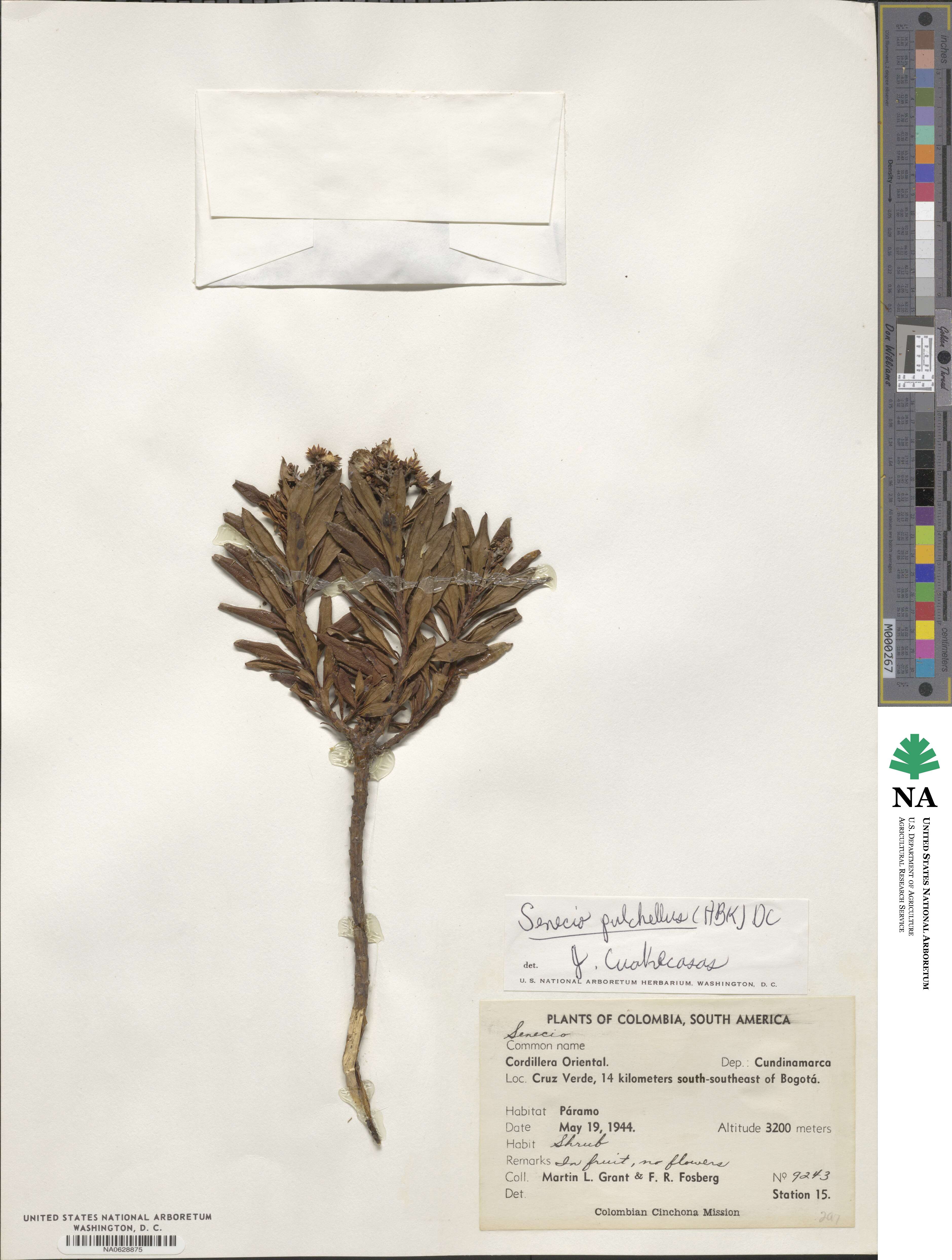 Senecio pulchellus image