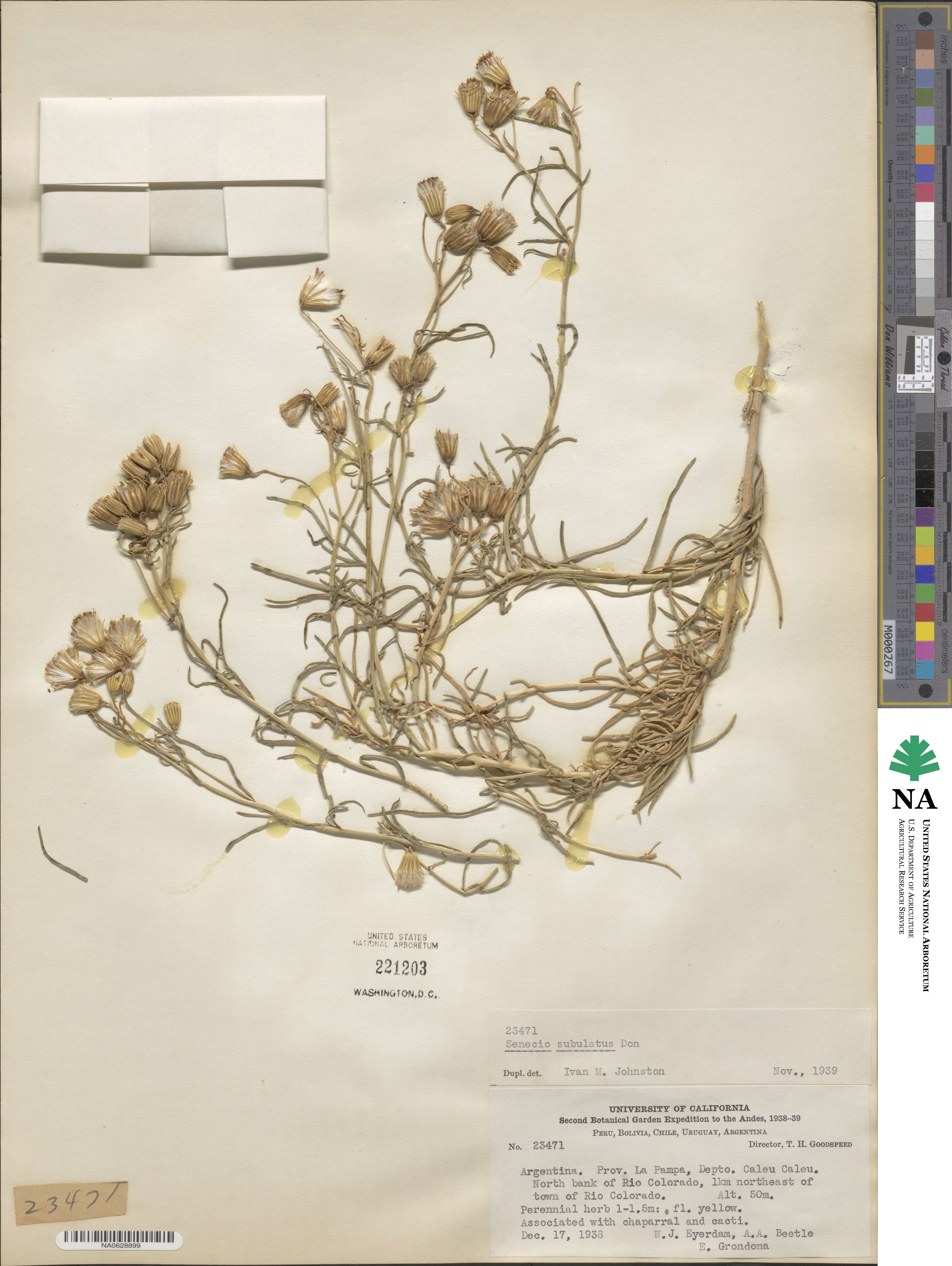 Senecio subulatus image