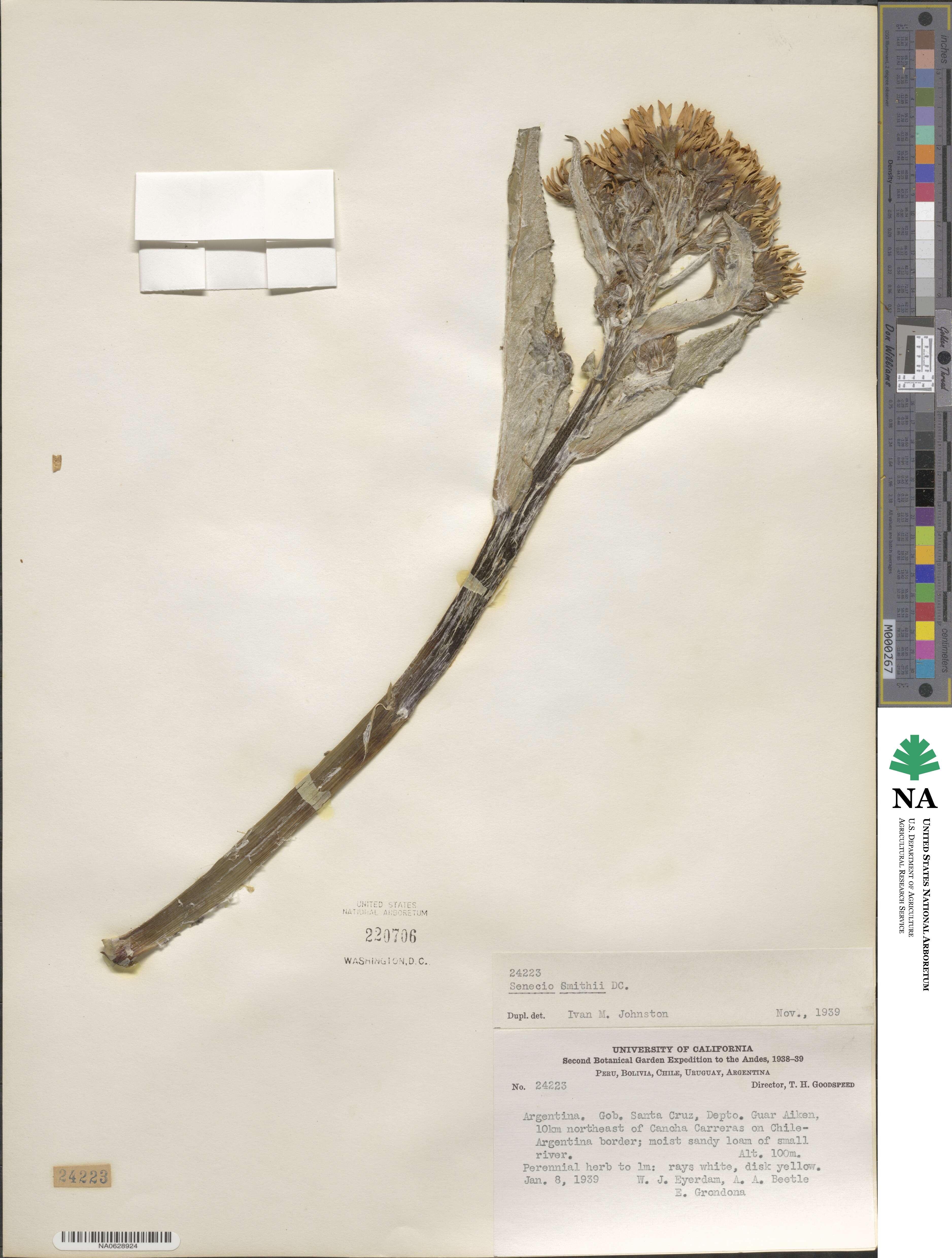 Senecio smithii image