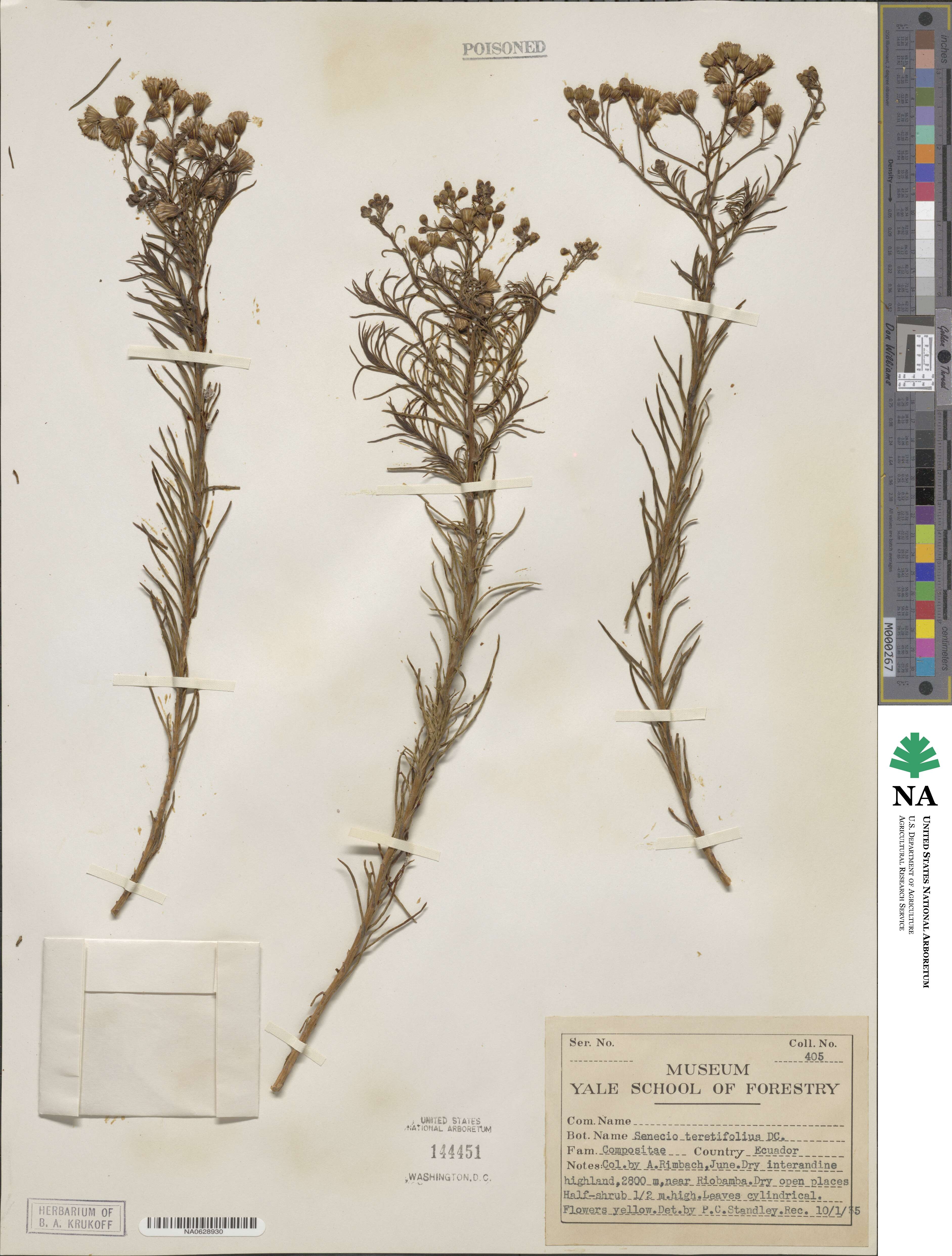 Monticalia teretifolia image