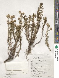 Senecio tricuspidatus image