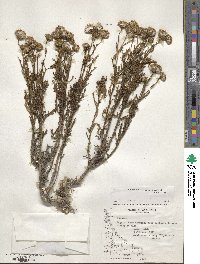 Senecio tricuspidatus image