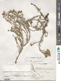 Senecio tricuspidatus image