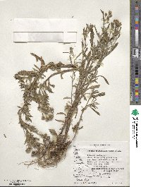 Senecio tricuspidatus image