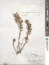 Senecio tricuspidatus image