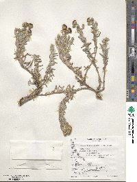 Senecio tricuspidatus image