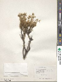 Senecio tricuspidatus image