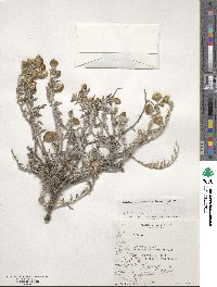 Senecio tricuspidatus image